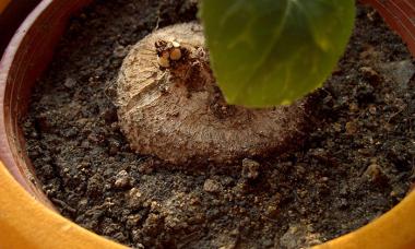 Выращивание из семян цикламена в домашних условиях