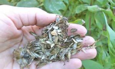 Циния: фото, выращивание из семян и уход в открытом грунте Циния как собрать семена