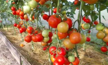 5 самых урожайных сортов томатов для теплиц