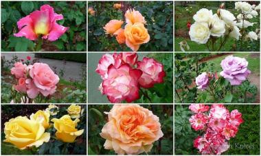 Kompletní informace o podzimní výsadbě růží na volném prostranství