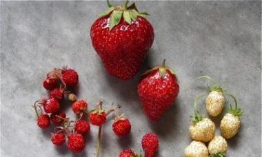 Покрокова інструкція вирощування полуниці з насіння або як виростити розсаду полуниці