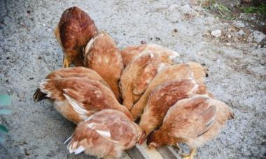 Jak si vyrobit vlastní krmítko pro kuřata?