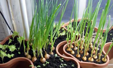 Секрети вирощування смачної зелені в домашніх умовах
