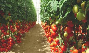 Rajčata: nejlepší odrůdy pro skleník