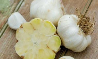 How to plant garlic correctly