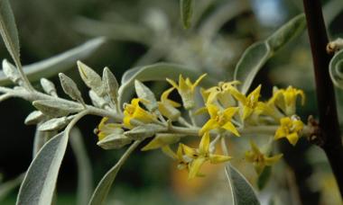 Elf angustifolia: ültetés és gondozás Elf angustifolia alkalmazása az élelmiszeriparban