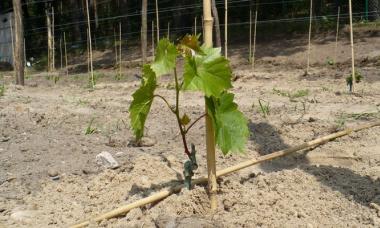 Правила посадки винограду - покрокова інструкція та поради