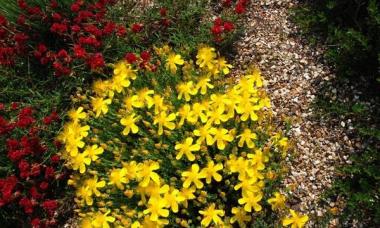 Perennials for Siberia, blooming all summer