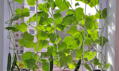 Ablakpárkányon termeszthető zöldségek és fűszernövények