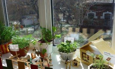 How to grow vegetables in an apartment?
