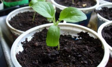 Osteospermum: ültetés és gondozás nyílt terepen