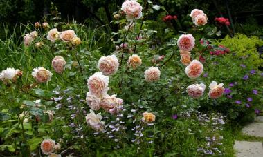How to plant roses in summer