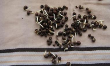 Cyclamen ze semen doma: pěstování a péče