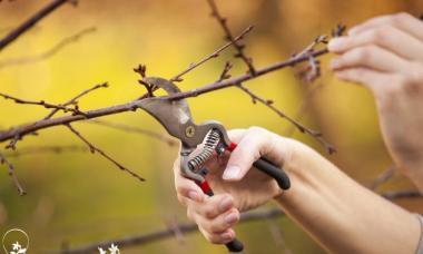 Cherry pruning – how and when to prune trees?