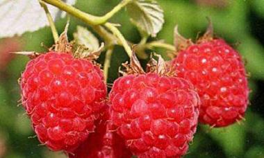 What varieties of raspberries can be planted in central Russia?