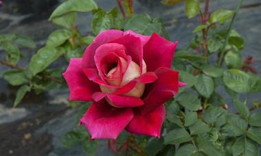 A kert királynője Kronenburg rózsa