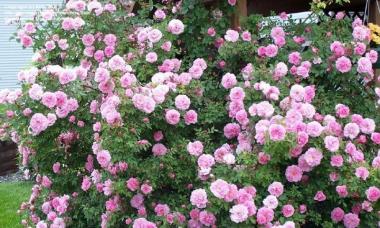 Výsadba růží podle všech pravidel - od výběru sazenic až po výsadbu v květinové zahradě