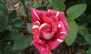 Growing hybrid roses in the garden