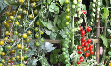 Hogyan lehet otthon zöldséget termeszteni