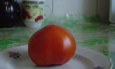 Greenhouse tomato varieties are the best