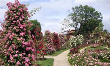 Rózsák ültetése tavasszal és ősszel: a palántaválasztástól a csíptetésig