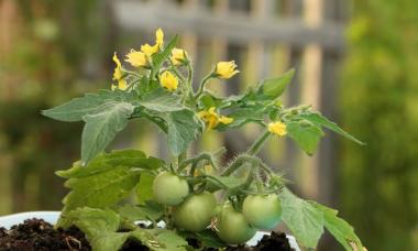 Vegetable garden all year round: vegetables and herbs on the windowsill