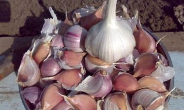 Planting garlic - simple rules for a generous harvest