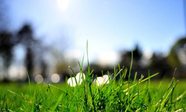 Як самостійно сіяти газонну траву: вибір насіння, посадка та догляд
